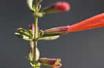 Scarlet calamint